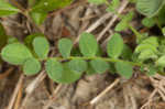 Bearded milkvetch